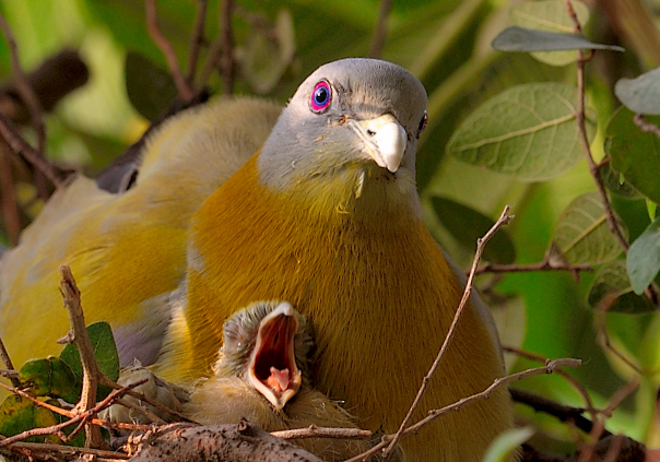 Good morning Mama!
