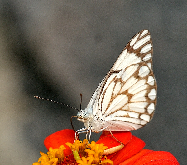 Belenois aurota(Indian Pioneer)