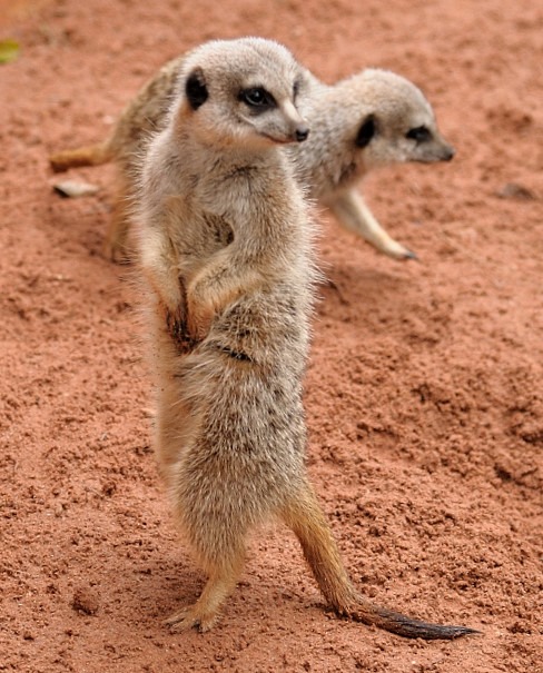 Meercat