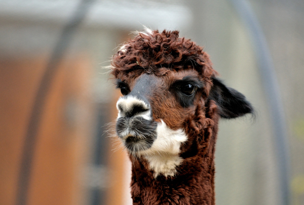 Alpacas