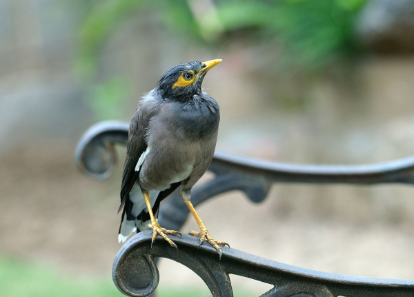 Common Myna