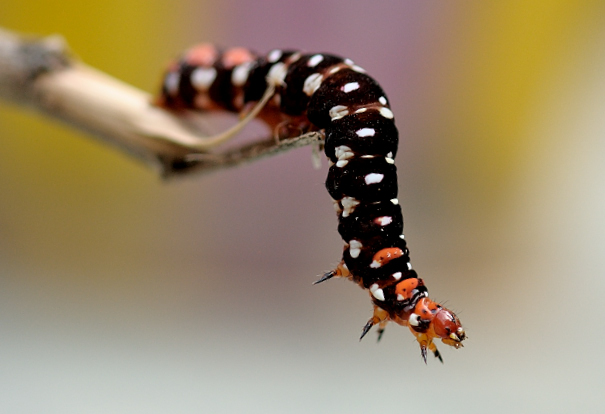 Caterpillar
