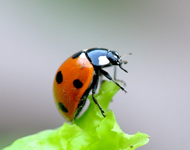 Ladybird