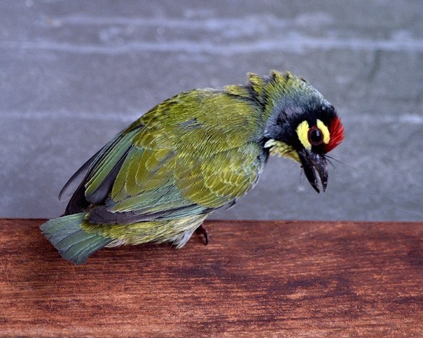Coppersmith Barbet