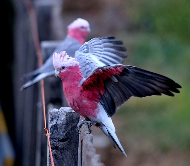 Galah