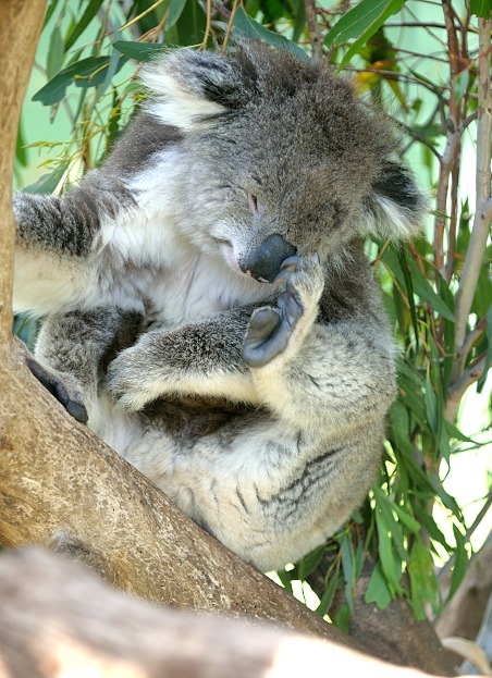 Koala Bear