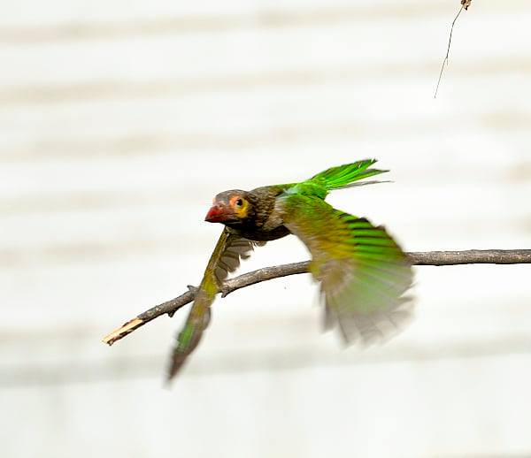 Brown headed barbet