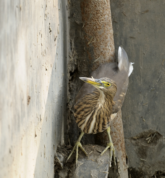 Pond Heron
