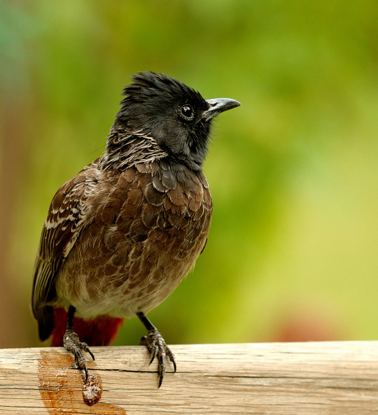 Red Vented Bulbul
