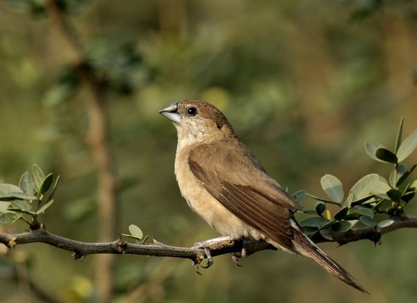 Indian Silverbill
