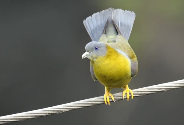 Yellow footed green pigeon