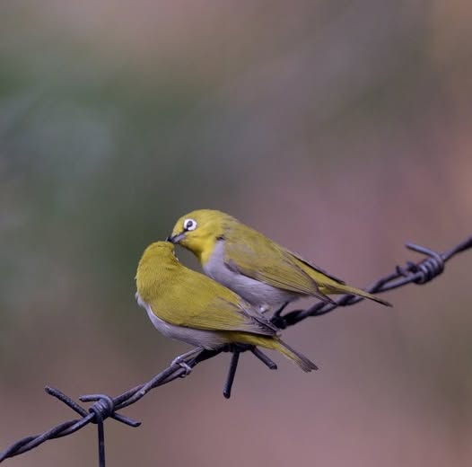 Oriental white eye