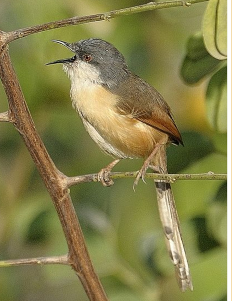 Ashy prinia