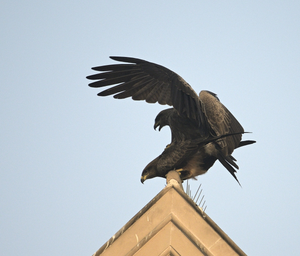 Black kites romancing