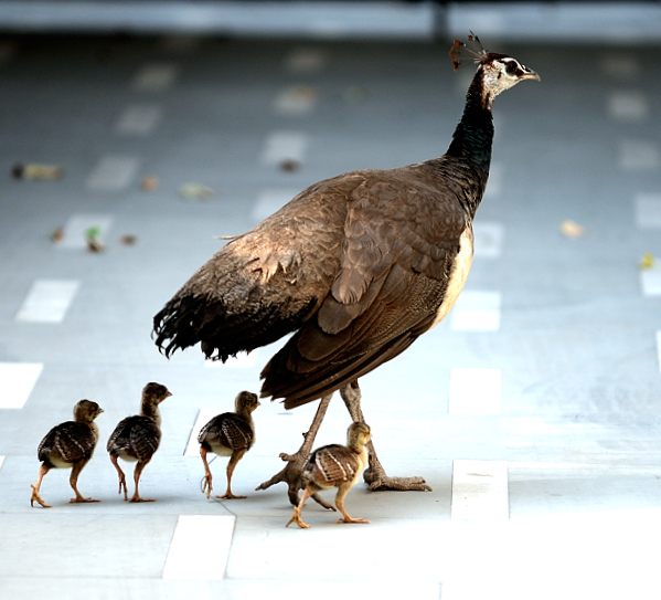 Peahen with babies