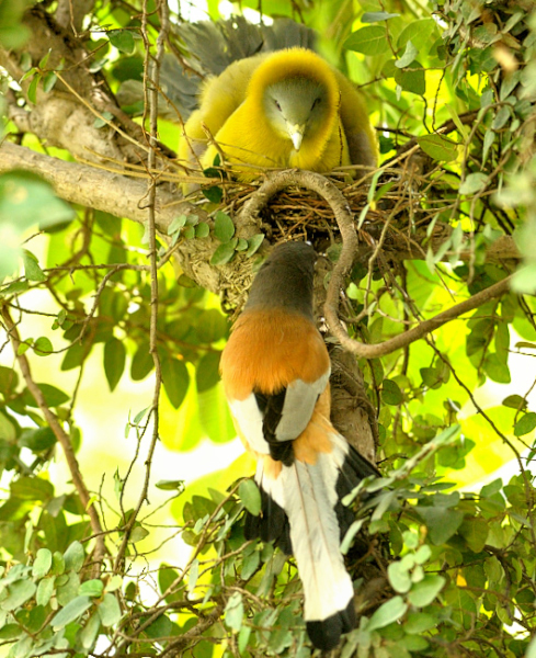 Angry Mama