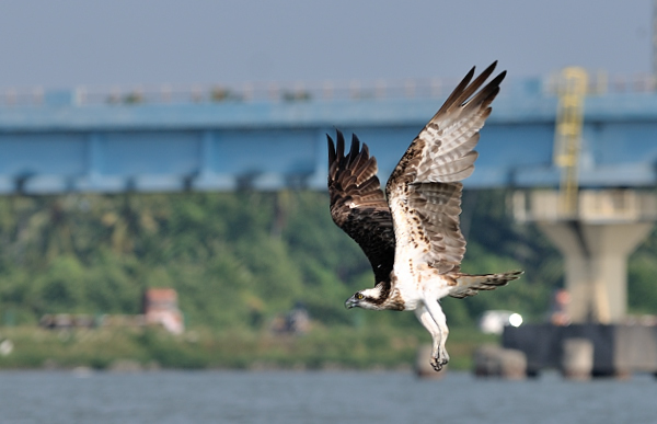 Osprey in flight