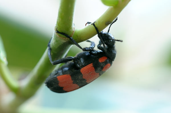 Blister Beetle