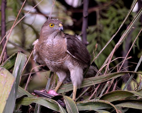 Shikra (Accipiter badius)