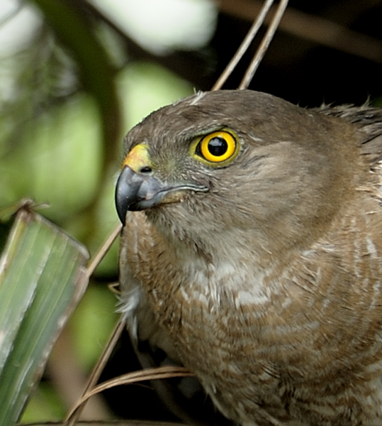 Their Eyes Have&nbsp;It