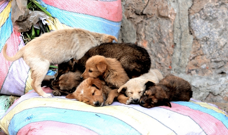 First roti to the cow; first bite to the&nbsp;dog