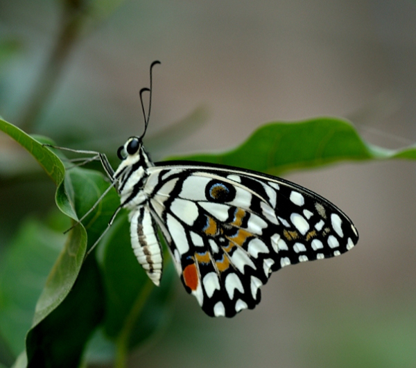 Lime Butterfly