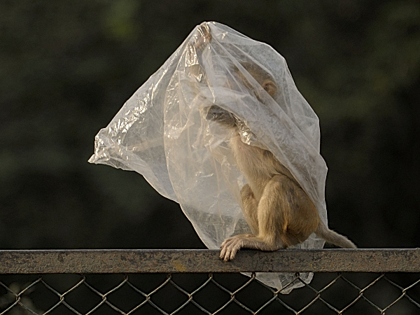 Raincoats for Monkeys