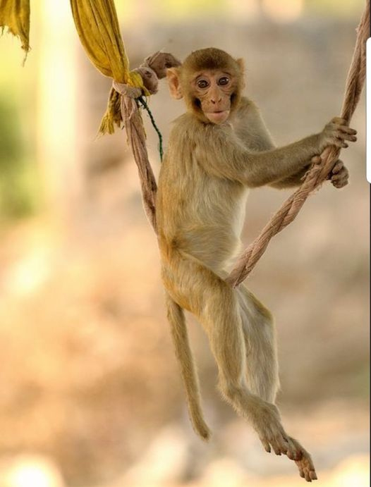The lost monkey swings of Tughlaqabad