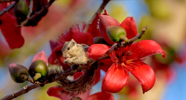 Hit by a semal flower