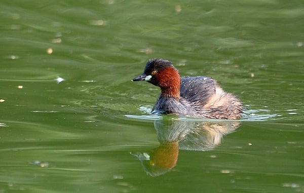 Reflections of Birds in&nbsp;Water
