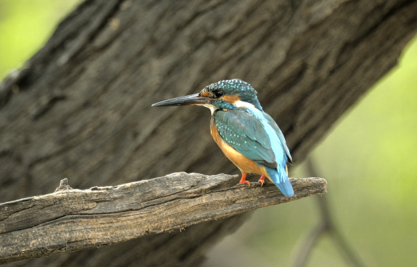 Common kingfisher