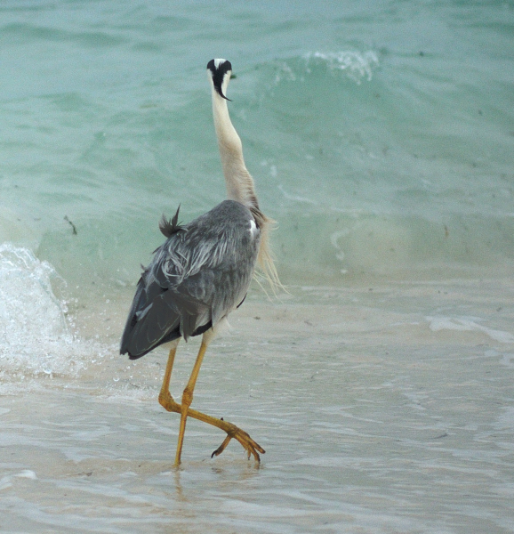 Freaky, friendly and flamboyant; my friend the grey&nbsp;heron