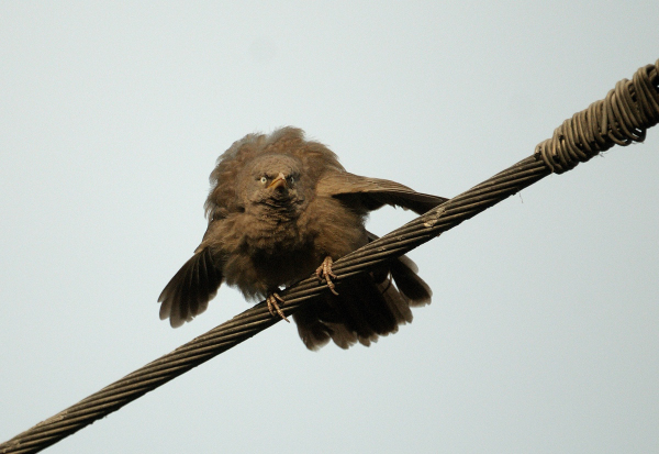 Angry birds: the jungle babbler edition