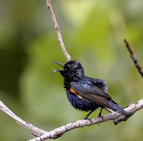 Ranveer Singh of&nbsp;Birds