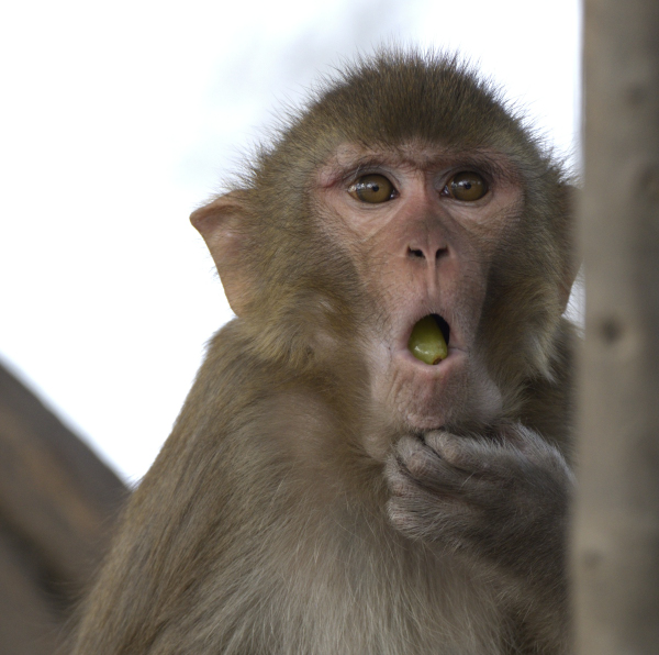 Spicing Primetime debates