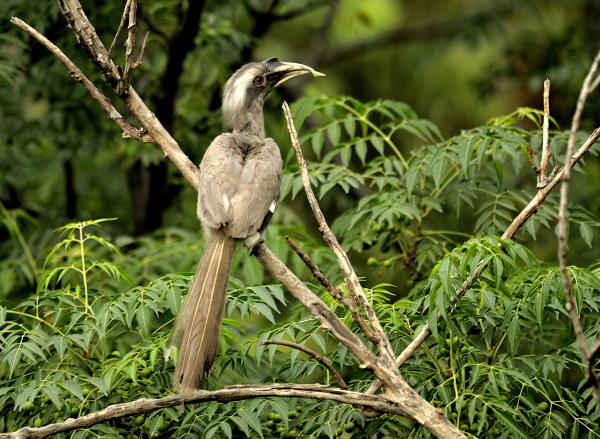 She Thinks I am a Mother Hornbill!
