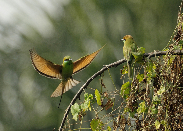 Bird With Eye&nbsp;Makeup