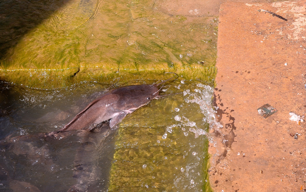 Cat Fishes of the Gadisar Lake