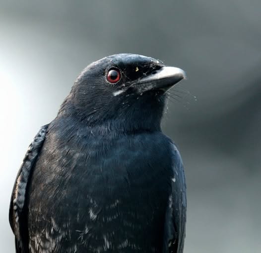Jungle Kotwal: Saviour of the Powerless