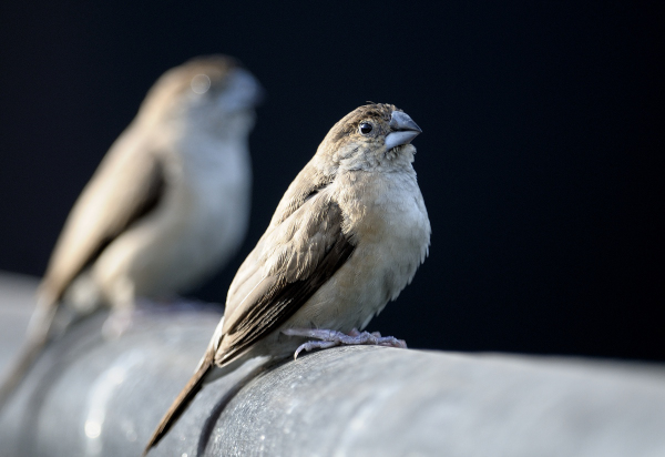 Silverbill: Bird with a Silver&nbsp;Beak