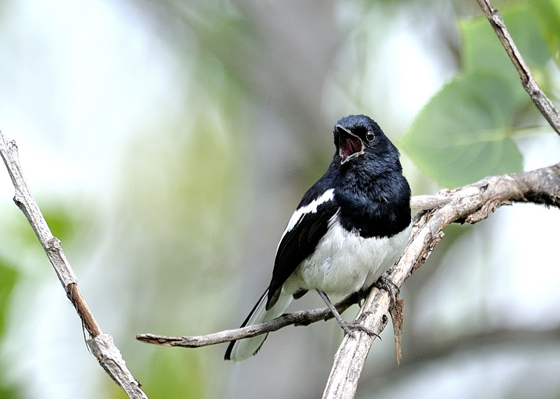 He Wasn’t Singing For Me…