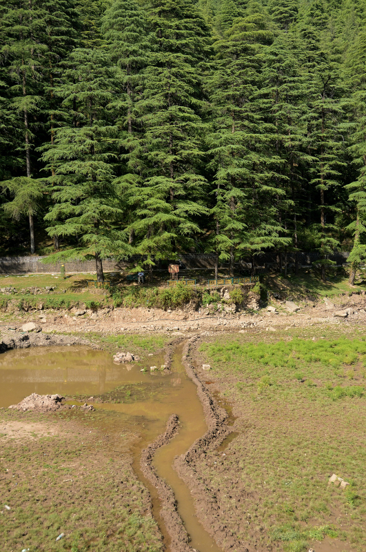 A Lake on Its Deathbed: Dal Lake of McLeod Ganj