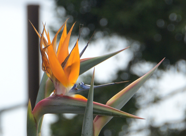 The Flower That Was Once A Bird