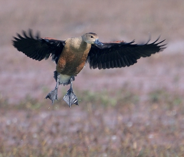 Bird Feet: Diversity and&nbsp;Adaption