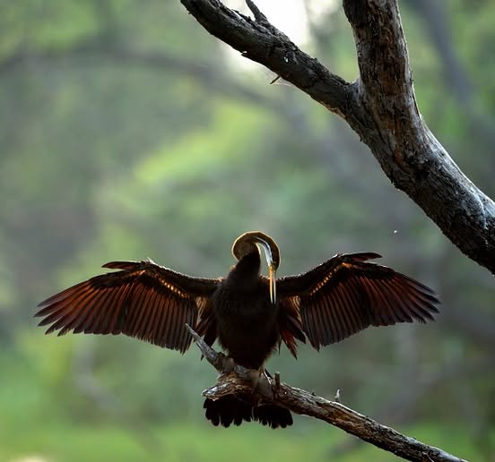 Is it a Snake or a Bird?