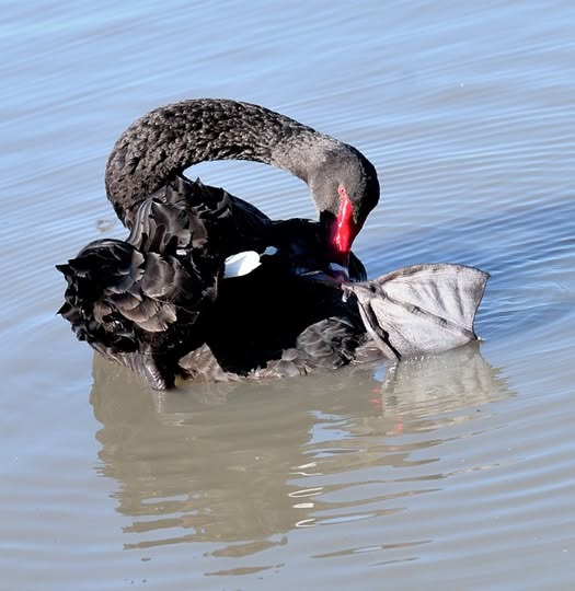 Bird Feet: Diversity and Adaption