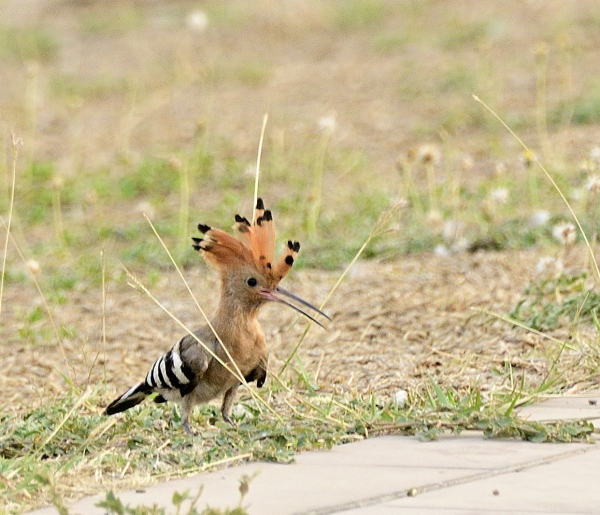 The Hoopoe: Literature, Myths and&nbsp;Truth