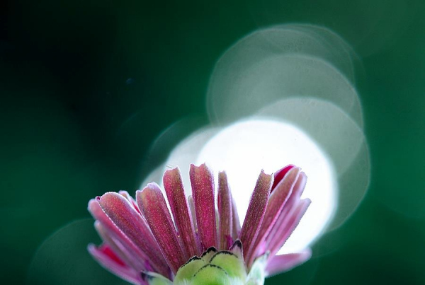 Flower Photography: Click What You See