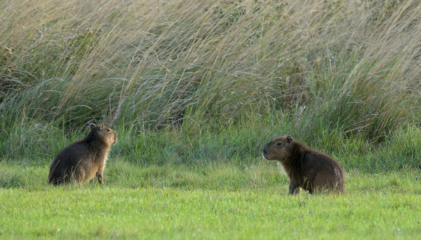 A Wetland Paradise Awakens: Rewilding Ibera