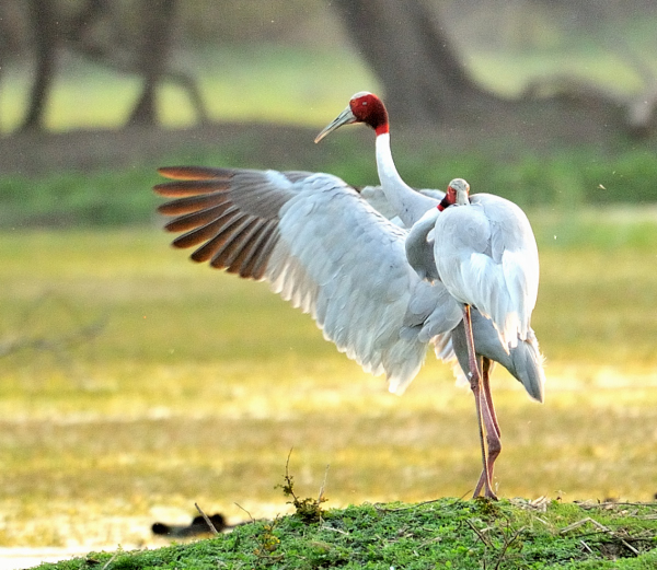 Sarus Crane: a Symbol of Love and&nbsp;Fidelity